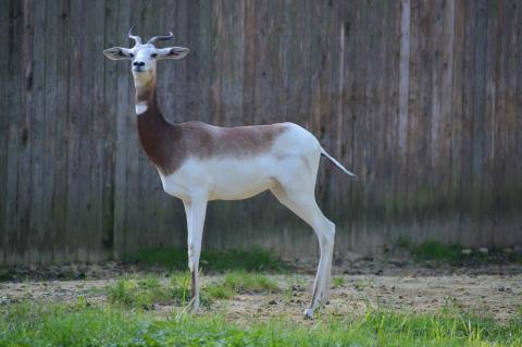 Dama gazelle Adara at the Cheetah Conservation Station.