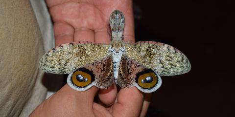 A lantern fly with a big body and large, patterned wings held in a researcher's hands