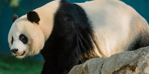 a giant panda walks along rocks