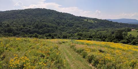 Virginia Working Landscapes at the Smithsonian Conservation Biology Institute's Racetrack Hill. 