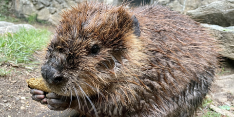 Photo of a beaver holding a small biscuit between its paws and eating it.