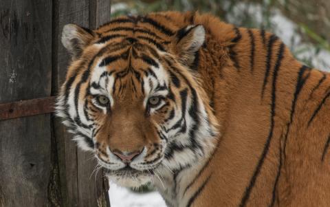 Amur tiger