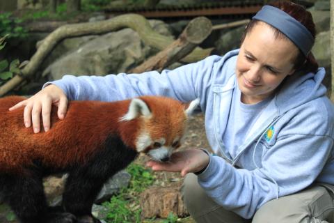 Red Panda