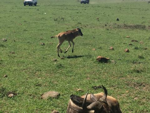 Wildebeest Calf