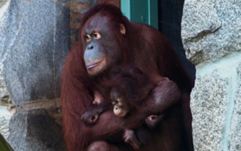 Batang holding Redd at Think Tank. 