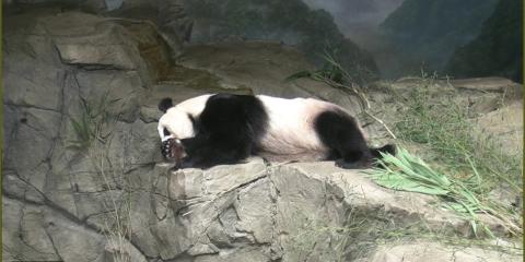 Mei Xiang 