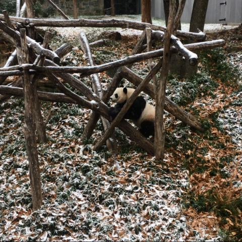 Mei Xiang in the snow. 