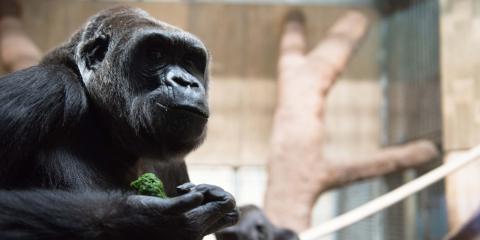 Western Lowland Gorilla Calaya