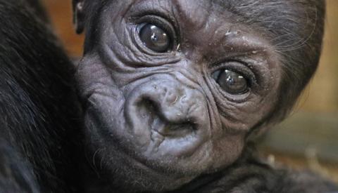 Western lowland gorilla Moke at the Smithsonian's National Zoo. 