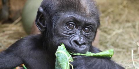 Western lowland gorilla Moke samples some lettuce. 