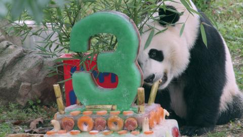 Bei Bei turns three years old. 