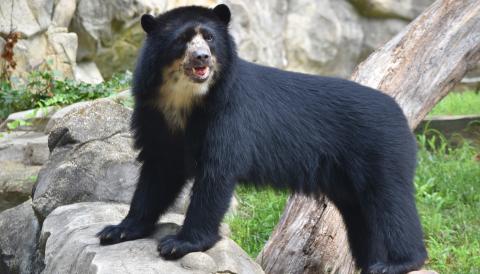 Andean Bear Beorn