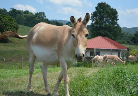 A female onager with the rest of her herd grazing behind her. 