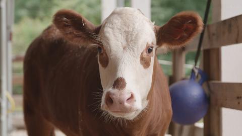 Hereford calf Willow at the Kids' Farm. 