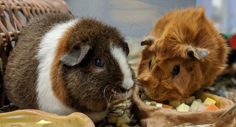 Guinea pigs Imilla and Miski eating