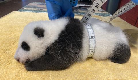 Giant panda keeper Marty Dearie measures the male giant panda cub's abdominal girth.