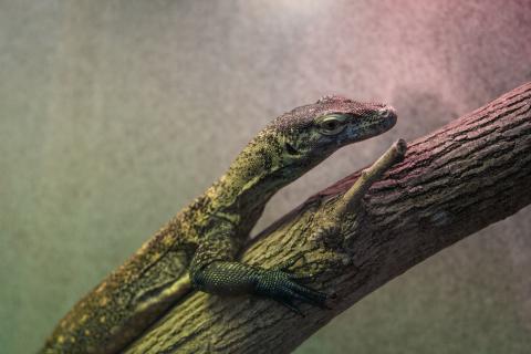 A young Komodo dragon (monitor lizard) with a long, slender body resting on a tree branch