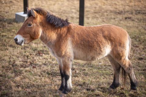 Przewalski's horse Cooper stands in the grass of his exhibit. 