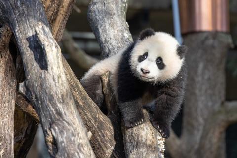 Giant panda cub Xiao Qi Ji climbs atop a structure made of criss-crossed logs.