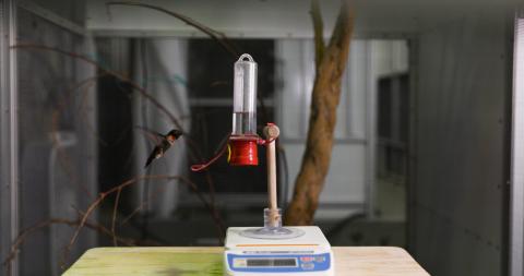 Ruby-throated hummingbird Spot approaches the sugar-water feeder in his indoor habitat.