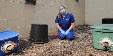 Animal keeper, Vicki Lake, sits on her knees inside a black-footed ferret enclosure. There is a blue storage bin on the left with a black-footed ferret poking it's head out of a make-shift hole, and a green bin on the right with another ferret looking out