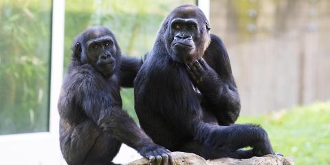 Two gorillas sitting atop a boulder in their outdoor habitat