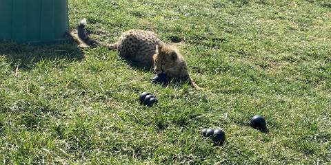 A 6-month-old cheetah cub lays in the grass with four black Kong toys spread out in the grass in front of them.