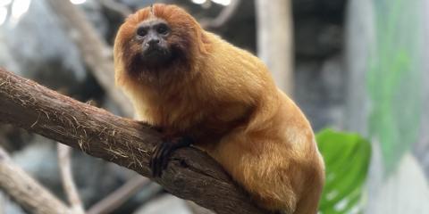 Female golden lion tamarin Gemma crouches on a branch in an indoor exhibit.