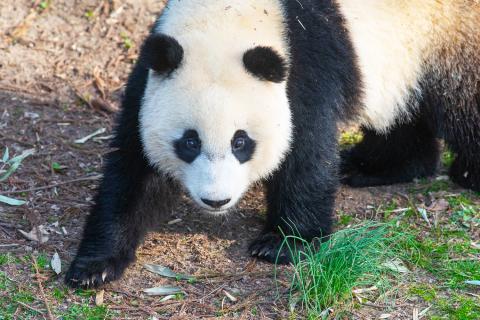 Giant panda Xiao Qi Ji looking up at the viewer. 