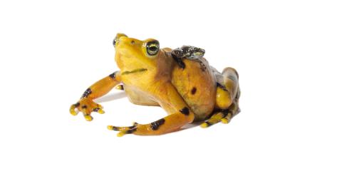 Panamanian golden frog mother and offspring on a white background. The toadlet is sitting on top of its mother's back.