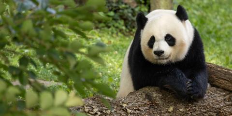 Giant panda Mei Xiang rests on a log in her outdoor habitat.