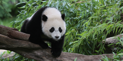 bao bao climbing over a log