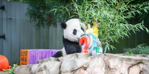 Giant Panda cub Xiao Qi Ji sticks his nose in his 2nd birthday ice cake on the rock formation in the front of an outdoor yard. The cake has a red 2 on the front and various colors on the side. Bamboo sticks out the top and back of the ice cake.