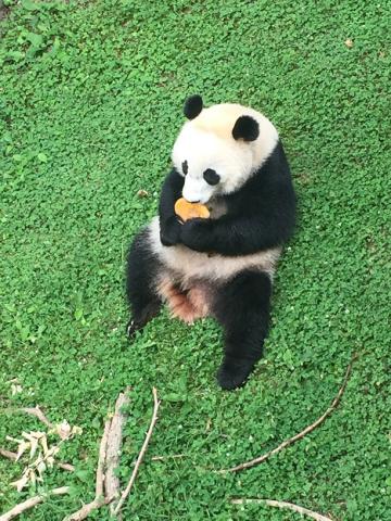 Bei Bei eating a frozen fruitsicle 