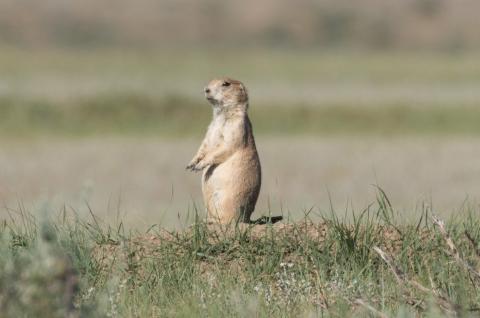 A black-tailed prairie dog stands on its hind legs in short grasses on the plains of Montana