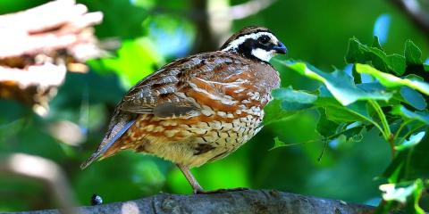 Bobwhite Quail