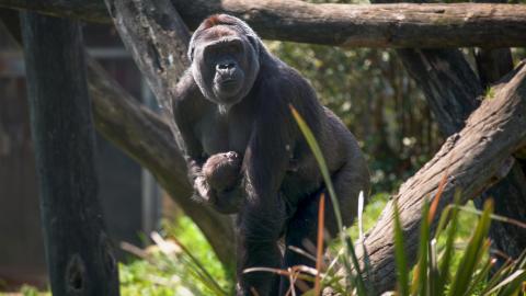 Calaya and Moke explore the Great Ape House outdoor yard. 