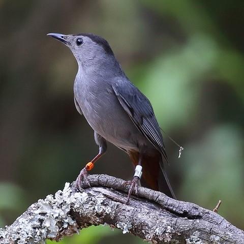 Gray catbird. Photo courtesy of Dan Vickers. 