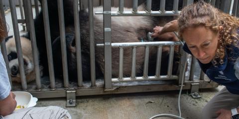 Giant panda Mei Xiang lays down voluntarily for keepers and veterinary staff to conduct an ultrasound