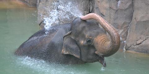 Elephant in water