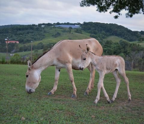 A Persian onager colt walking next to his mom while she grazes. 