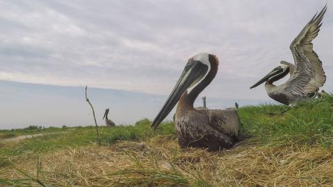 Two brown pelicans. One sits on a nest and the second spreads its wings.