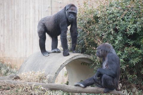 Western lowland gorillas Mandara and Calaya in their yard