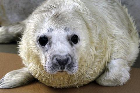 Gray seal pup