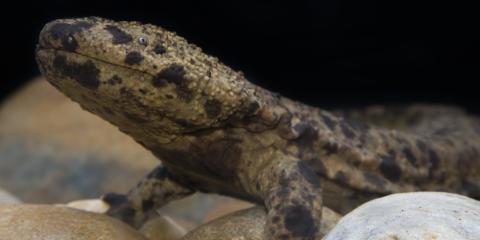 Japanese giant salamander at the Reptile Discovery Center