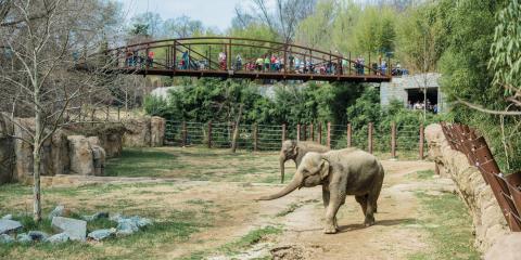 Kamala and Maharani at the Elephant Trails exhibit. 