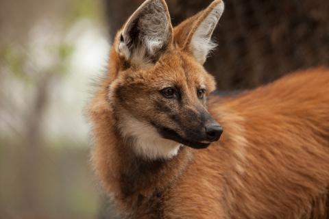 Maned Wolf 