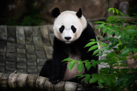 Giant panda Bei Bei sitting in his hammock. 