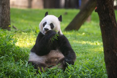 Mei Xiang 