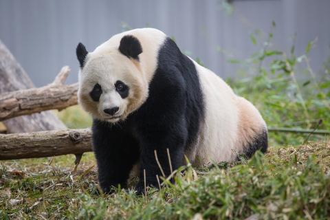 Mei Xiang 